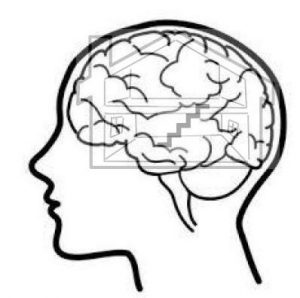 The brain, emotions and behaviours BLOG 2 - upstairs downstairs brain